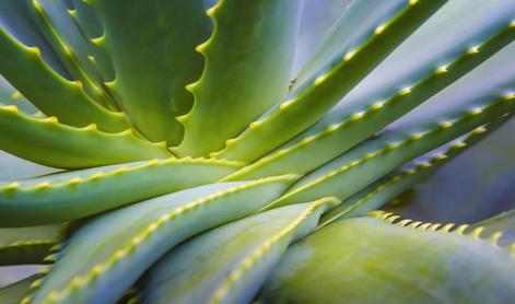 Domača lekarna z vzgajanjem lastne aloe vere