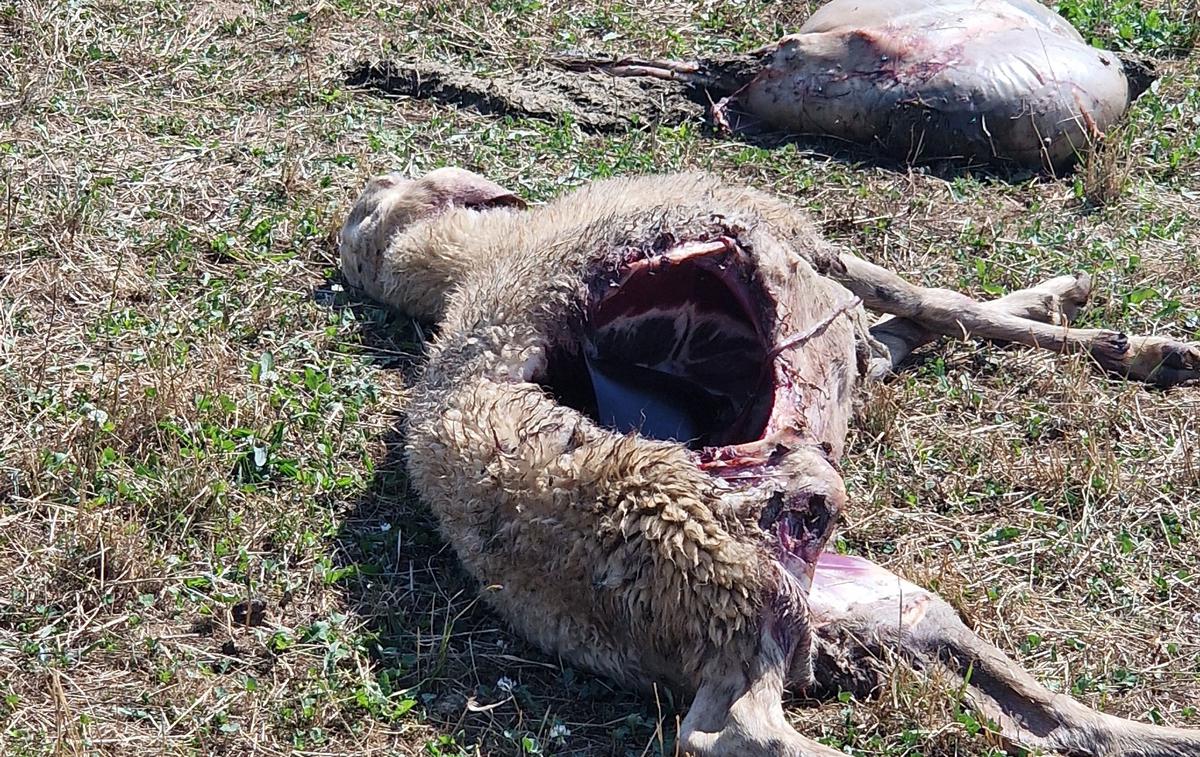 Posledice pokola ovac na Spodnji Dobravi pri Kropi v občini Radovljica | Foto Matjaž Kavar