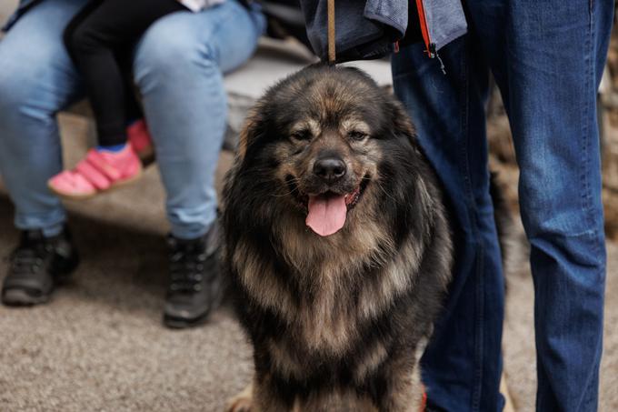 kraški ovčar | Foto: STA