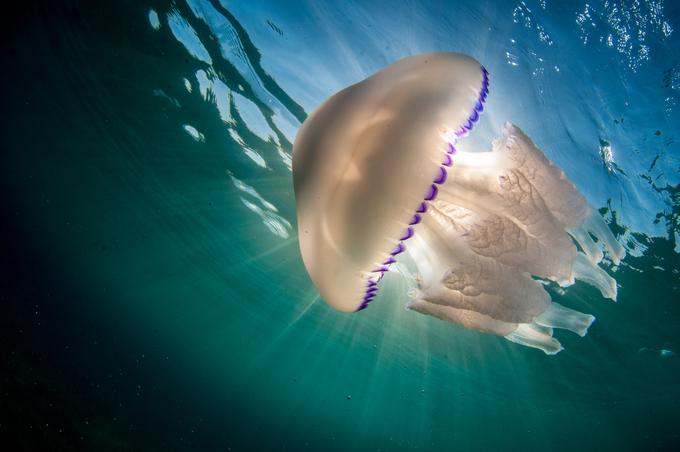 meduza | Foto: Thinkstock