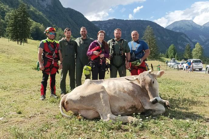 reševanje, krava, GRZS | Gorski reševalci so imeli v soboto ogromno dela. Tudi helikopterske ekipe niso počivale.   | Foto GRZS/Facebook