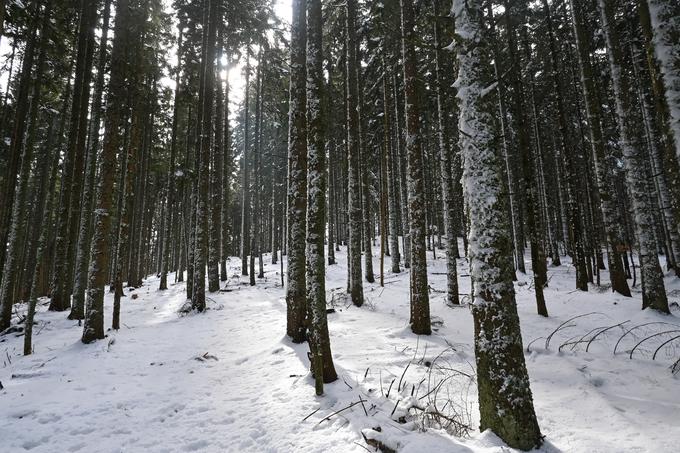 Prek Vranjega vrha nazaj proti Goltem. | Foto: Matej Podgoršek