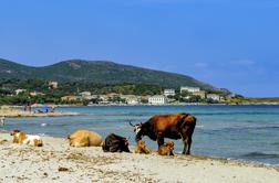 Na Korziki zaradi napadalnih krav zaprli več plaž