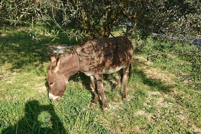 Osel na Belvederju | Osla so policisti kmalu po dogodku vrnili lastniku. | Foto Policijska uprava Koper