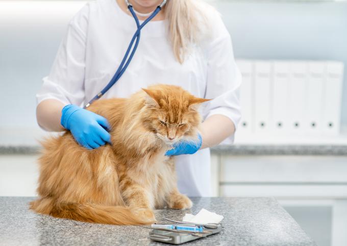 muca veterinar žival | Foto: Shutterstock