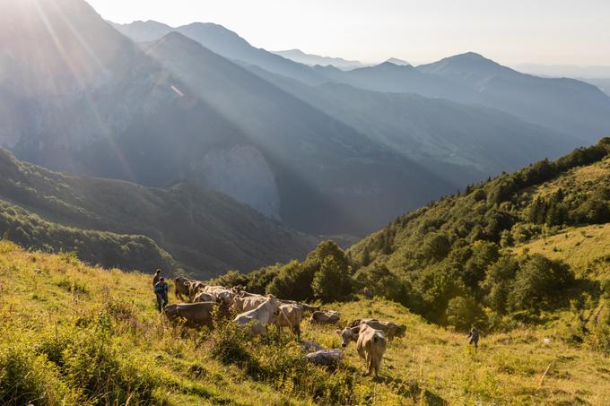 Gnanje krav_Planina Sleme_Jaka Dolenc_1200 | Foto: Jaka Dolenc