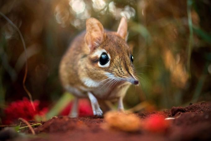 Junij na Viasat Nature | Foto: 