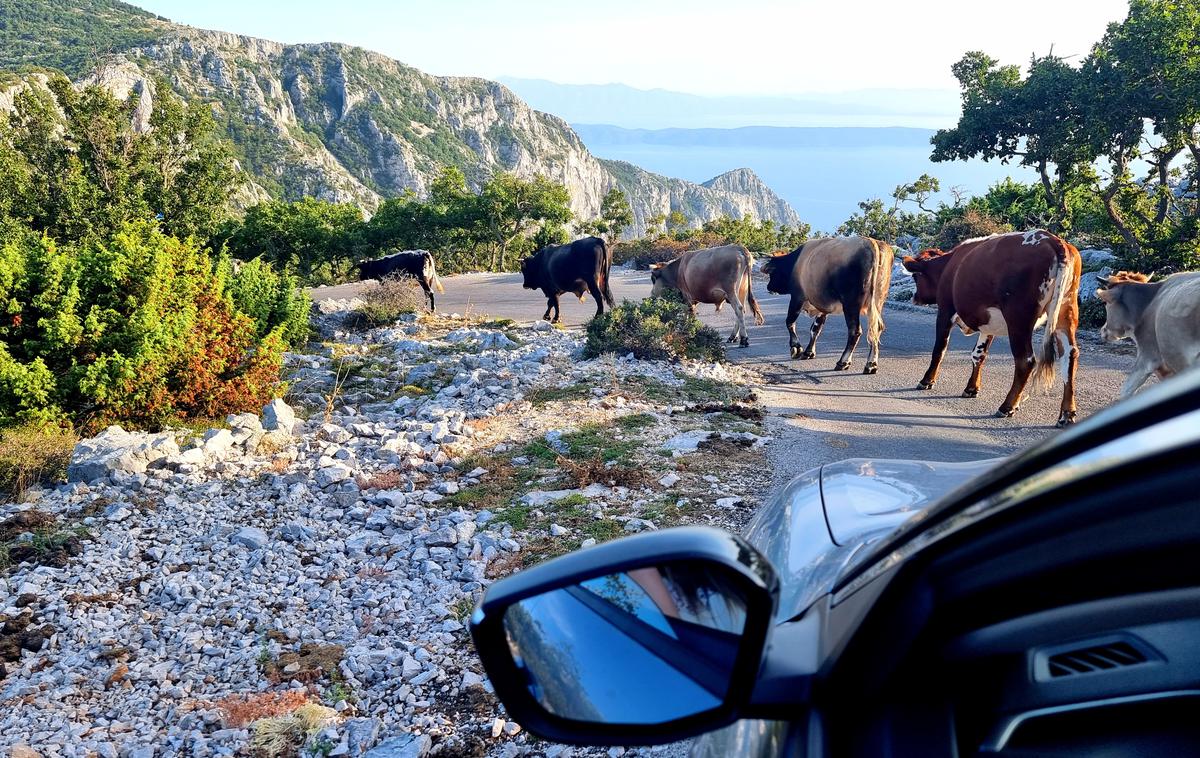 Biokovo cesta | Prometni režim na cesti na Biokovo je sicer dobro premišljen, a ko na cesto stopi čred krav, se vsa prometna teorija podre. | Foto Metka Prezelj