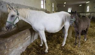 V Lipici bodo v nedeljo obeležili 433. rojstni dan lipicanca