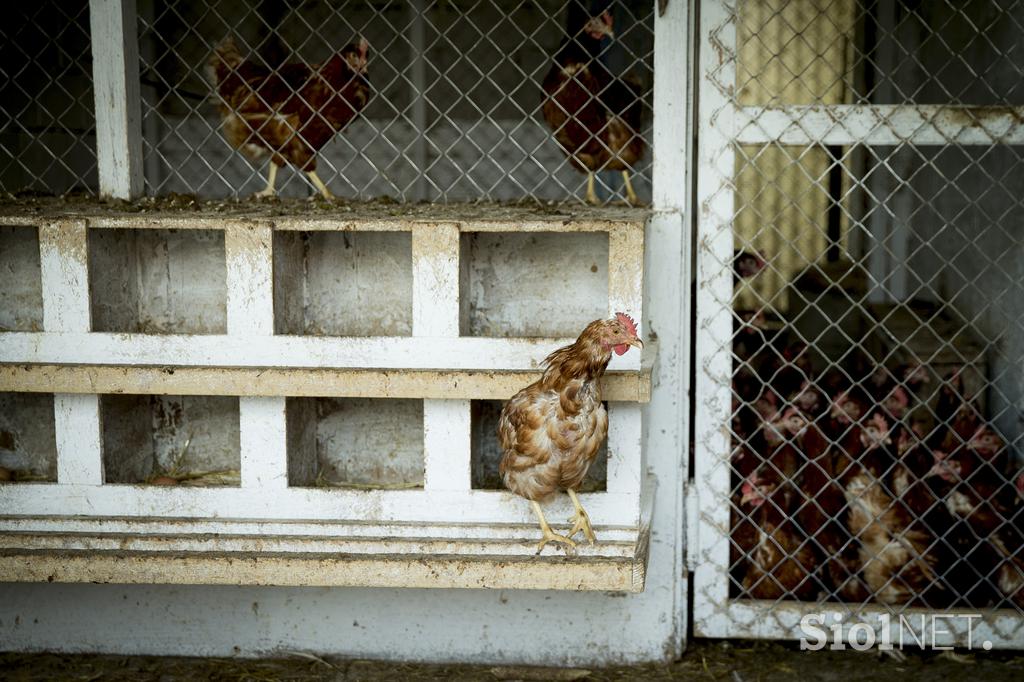 Ekološka kmetija Burgar Darko