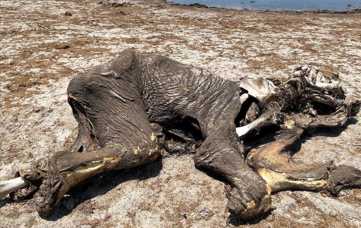 Sloni | Hwange je del čezmejnega ohranitvenega območja Kavango-Zambezi, ki pokriva parke v Angoli, Bocvani, Namibiji, Zambiji in Zimbabveju. | Foto Reuters