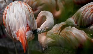 Berlinski živalski vrt žaluje za domnevno 75-letnim flamingom