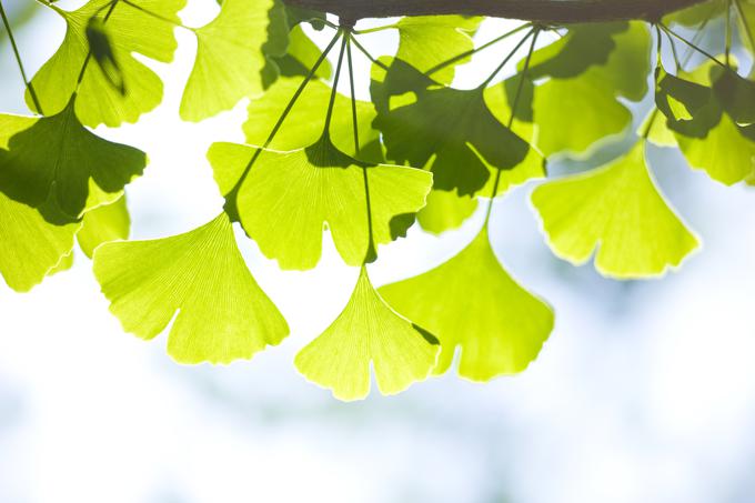 ginko | Foto: 