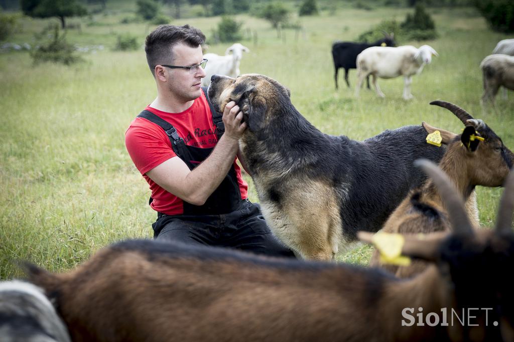 Družinska kmetija Sedmak pastirski psi tornjaki pes Pivka