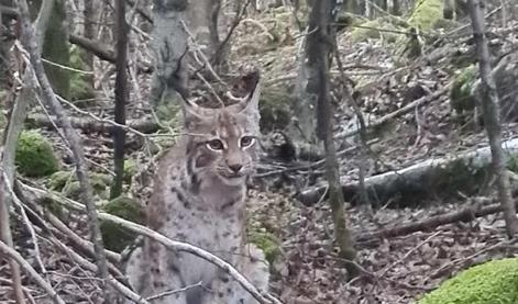 Nevsakdanji prizor: pohodnica v objektiv ujela nesramežljivega risa