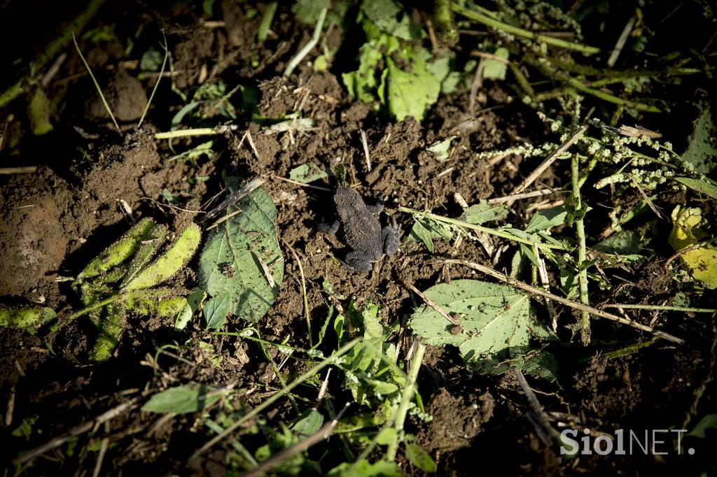 Kmetija majerič Branko Ptuj Ptujski lük čebula ohranitveno kmetijstvo