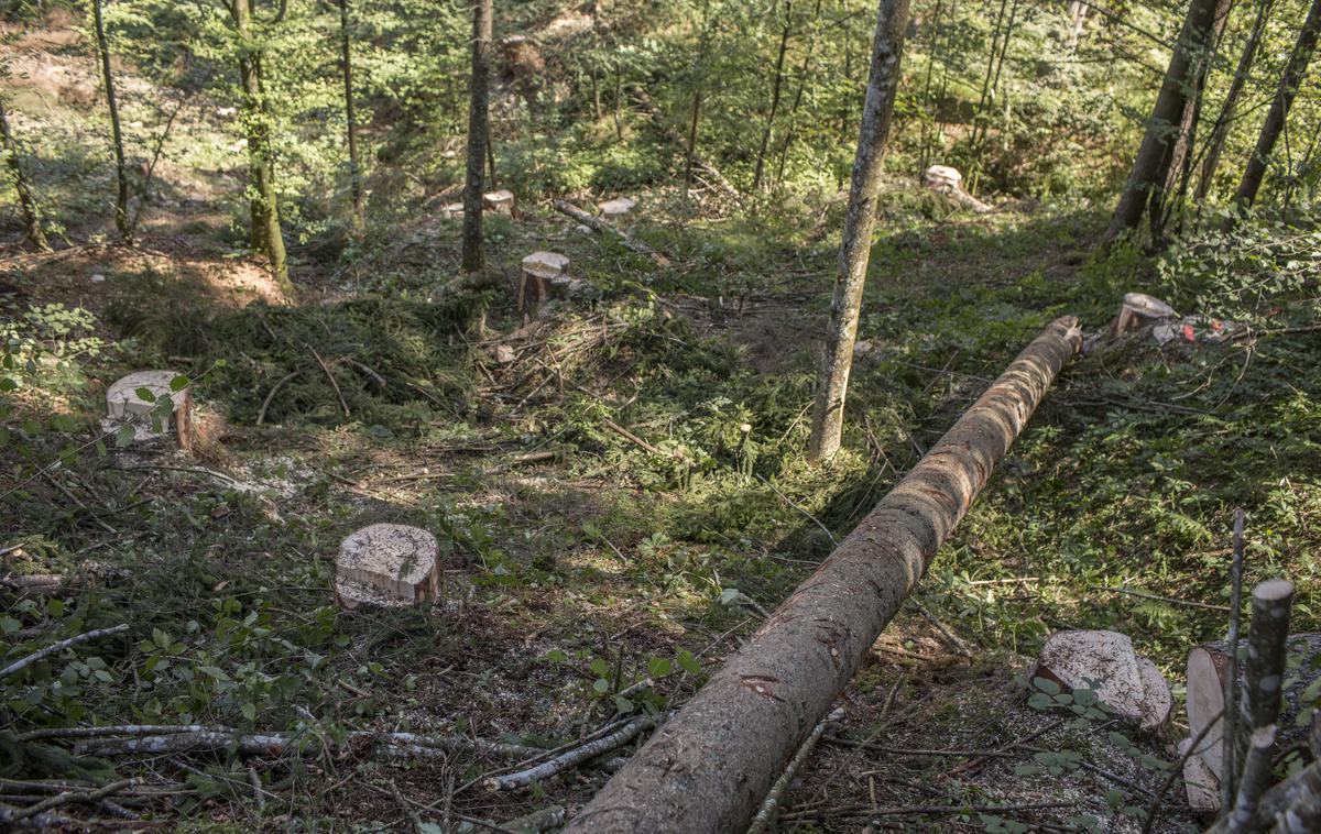 Gozd | Foto Matej Leskovšek