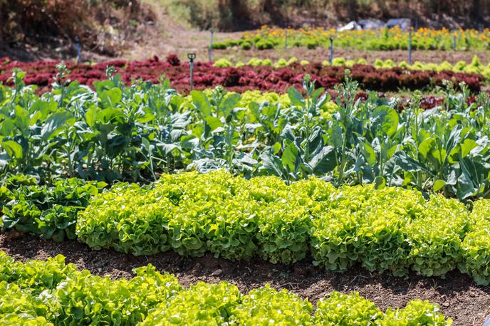 semena, sejanje, vrt, april, pomlad, vrtnarjenje, vrtnina, maj | S prehitrim sajenjem in sejanjem lahko nekaterim rastlinam le škodujete, zato bodite potrpežljivi. | Foto Shutterstock
