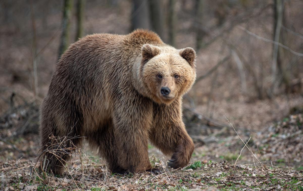 Medved | Napadenemu lovcu je medvedka povzročila poškodbe po trebuhu, glavi in rokah. Devetinštiridesetletnik ni v življenjski nevarnosti. (Fotografija je simbolična.) | Foto Shutterstock