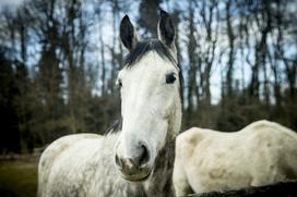 Tjaša Kersnik konji terapevtka