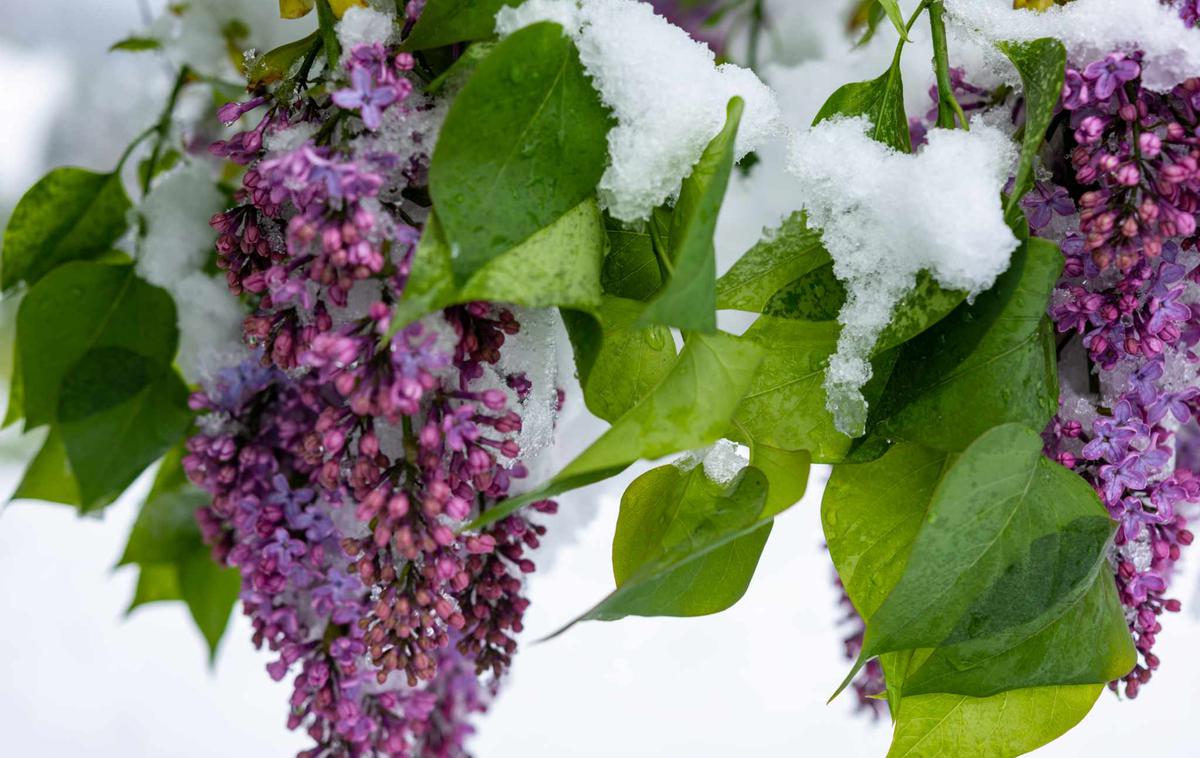 pozeba cvetovi | Rastline so v rekordno toplih razmerah v preteklih tednih dosegle tako stopnjo razvoja, da bi lahko posledice pustile že temperature malo pod ničlo. | Foto Tim Grešak/Meteoinfo Slovenija