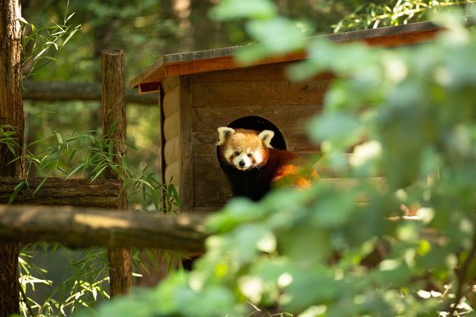 Mačji panda Mauka | Foto: ZOO Ljubljana