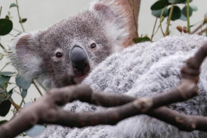 koala | Za koale so drevesa vir hrane in varnosti - avstralski raziskovalci so odkrili, da jim pomenijo še več. | Foto Reuters