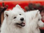 samojed, pes