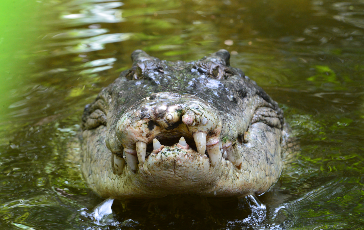 Krokodil |  Človeške ostanke so odkrili v truplu skoraj štiri metre dolgega plazilca. Fotografija je simbolična. | Foto Getty Images