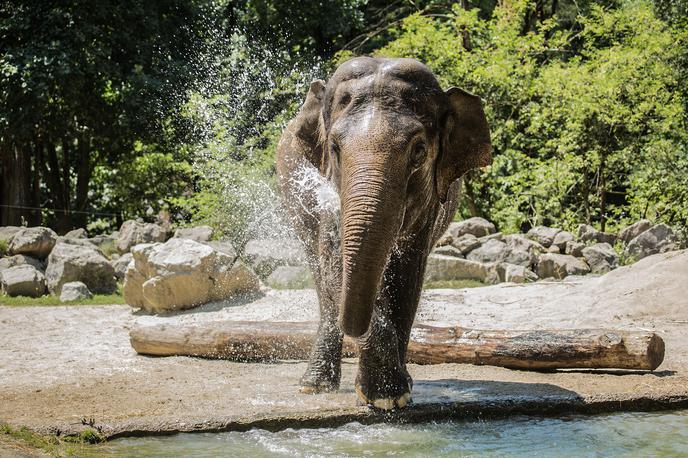 Živalski vrt | Slonica Ganga | Foto ZOO Ljubljana