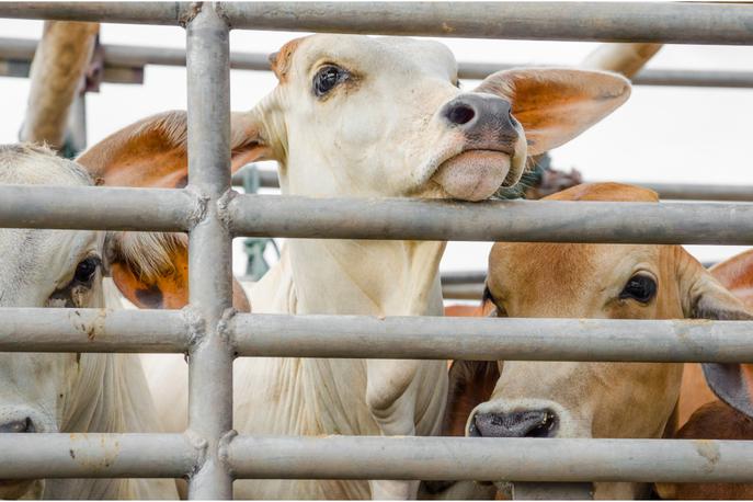 meso | Krave v poljski klavnici so bile zaklane v zelo krutih razmerah, brez nadzora veterinarja. | Foto Getty Images