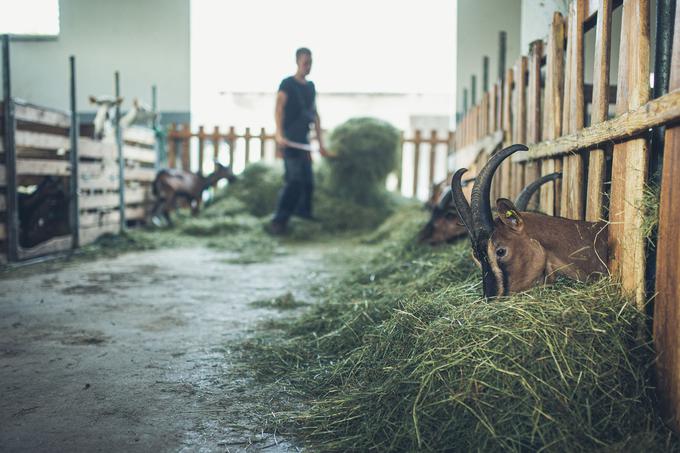 Poskusite sosedom povedati, da boste dopustovali na podeželju. | Foto: 