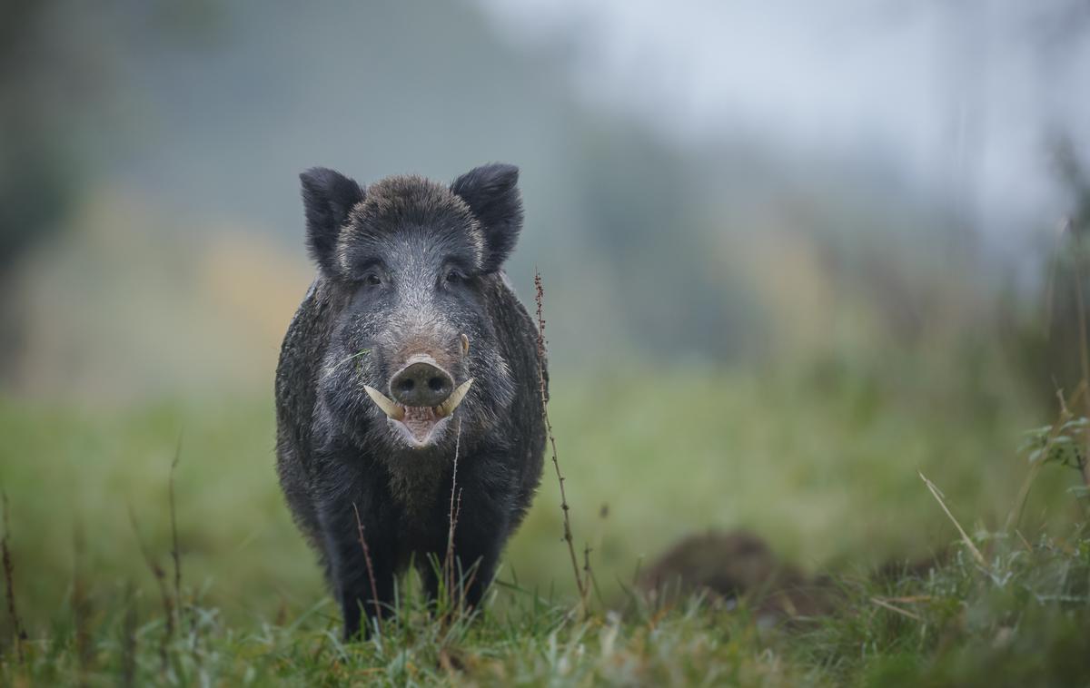 merjasec | Fotografija je simbolična. | Foto Thinkstock