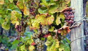 Trockenbeerenauslese, najslajše nemško vino