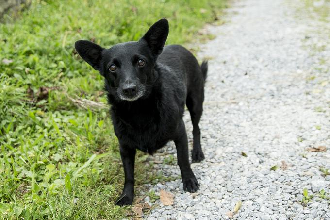 med vsemi kokošmi, ki se prosto gibljejo po posestvu, teče za svojo žogico tudi črna buči, ki posvod spremlja Mojčino mamo. | Foto: Ana Kovač