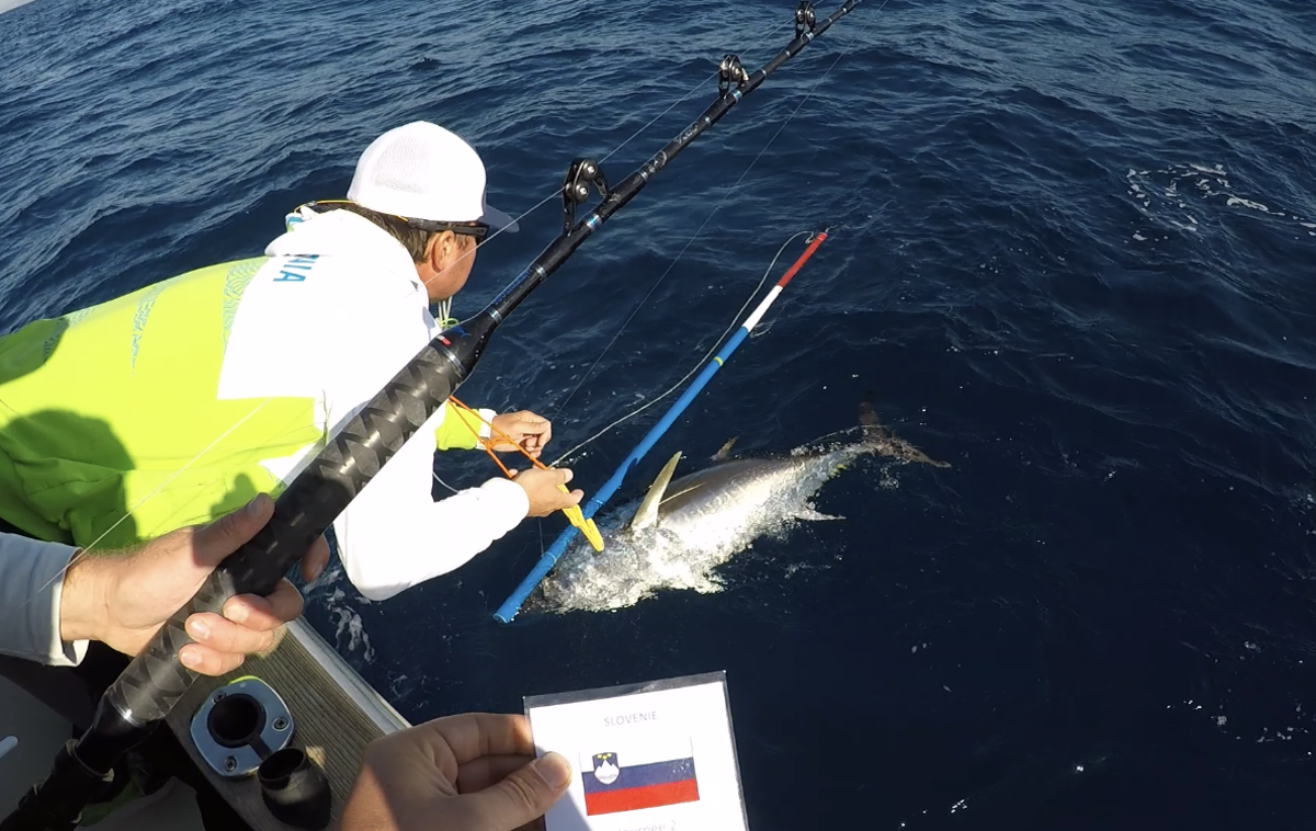 ribič Bojan Cestar velike ribe Big Fish tuna | Tekmovalci so z velikimi umetnimi vabami ujeli mečarice, wahooje in tune.  | Foto osebni arhiv