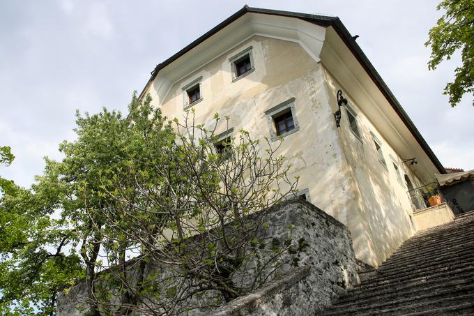 Na Blejskem otoku raste tudi figa, ki dvakrat letno obrodi. Na Gorenjskem uspeli sadež dodajajo poticam, ki jih pečejo na otoku. Pravijo namreč, da je obisk tega kraja kot praznik, zato na njem ponujajo to praznično sladico. Več o potičnici si lahko preberite jutri na Siol.net. | Foto: Matic Klanšek Velej/Sportida