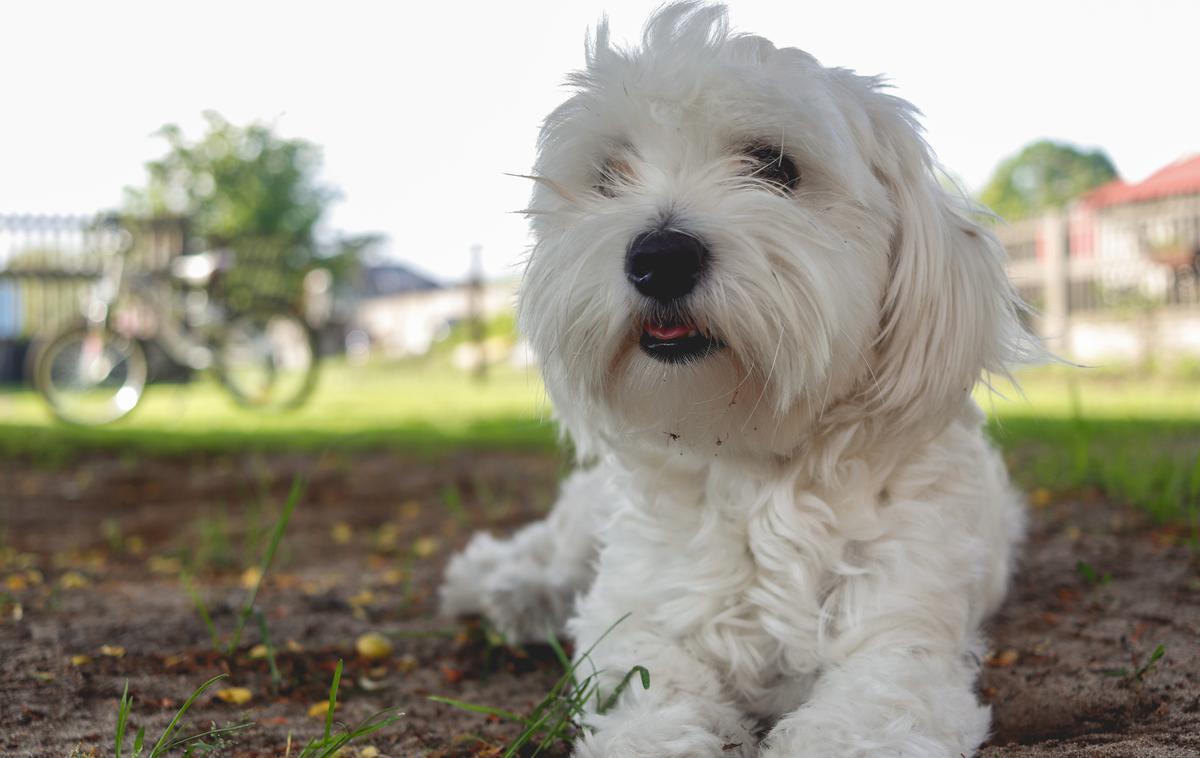 maltežani, pes, maltežan | Maltežanom so bile še posebej naklonjene aristokratske družine, zaradi česar je pasma dobila sloves spremljevalcev elite. | Foto Shutterstock