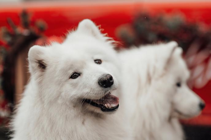 samojed, pes | Dajatev za lastnike psov v Ljubljani ni novost, poznali so jo že konec 19. stoletja. Se bo z novim zakonom o zaščiti živali vrnila? | Foto Shutterstock