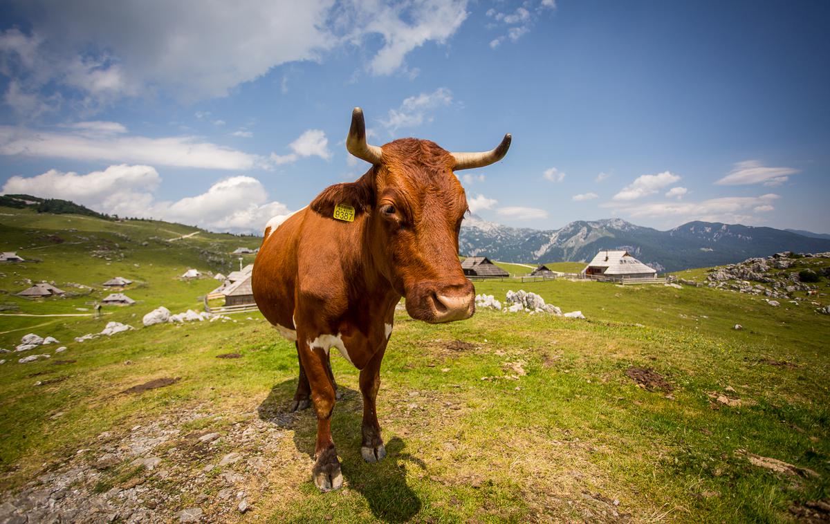 Velika planina | Foto Žiga Zupan/Sportida