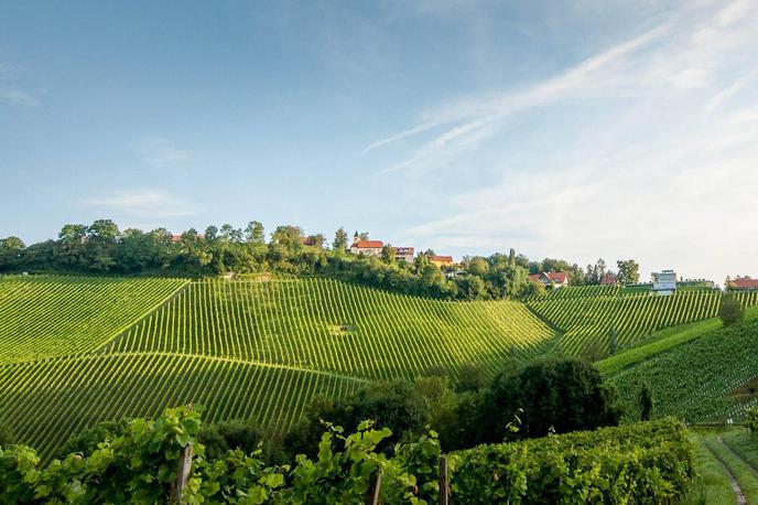 Tement | Foto Weingut Tement