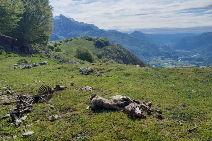 Pokol ovc | Foto Pašna skupnost Starijski vrh / Facebook