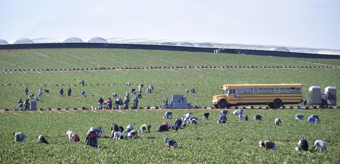 Kalifornija ima ugodno podnebje, zemlja je zelo rodovitna. Zato je tudi hrana, ki jo dobijo v trgovinah, sveža in kakovostna, pravi Jernej. | Foto: Reuters