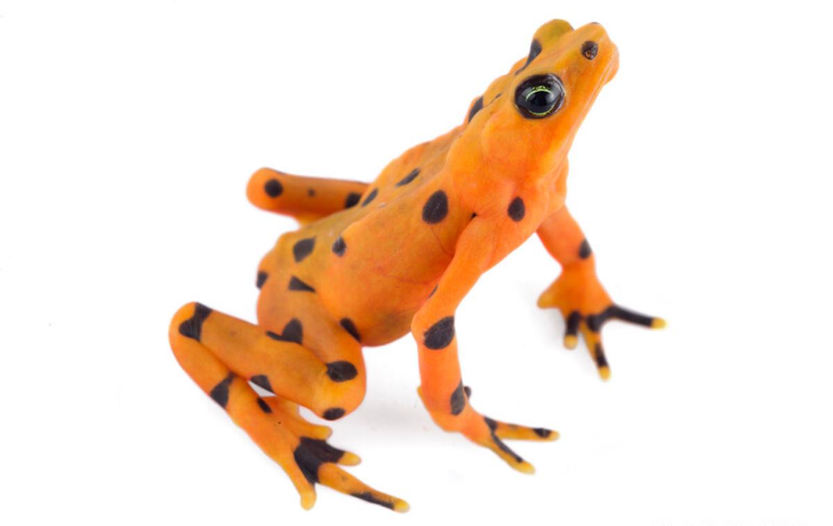 žaba harlekin | Žabe vrste harlekin (Atelopus varius) so ene najbolj ogroženih skupin dvoživk v amazonskem deževnem gozdu. | Foto rewild.org