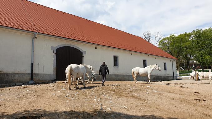 Strokovni vodja konjereje nam je brez zadržkov pokazal vse, kar smo želeli videti. | Foto: Metka Prezelj