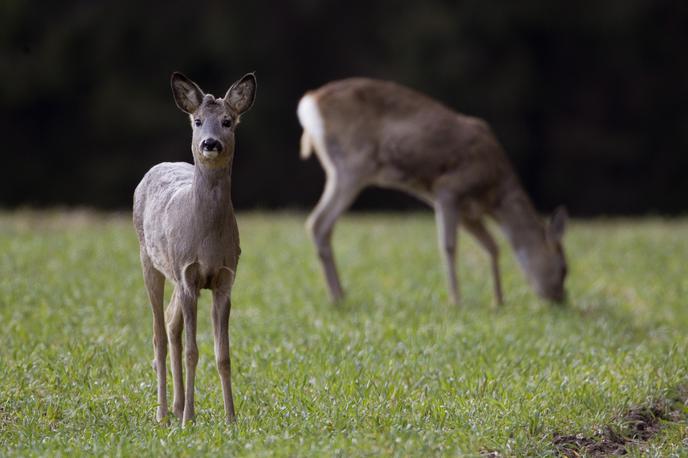 Divjad | Foto Reuters