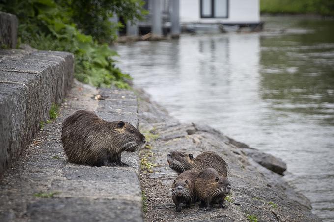 Cevi plavajočih hišk so poškodovale nutrije. | Foto: Ana Kovač