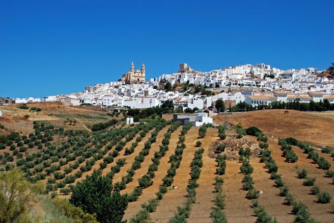 nasadi oljk andaluzija španija | Foto: Thinkstock