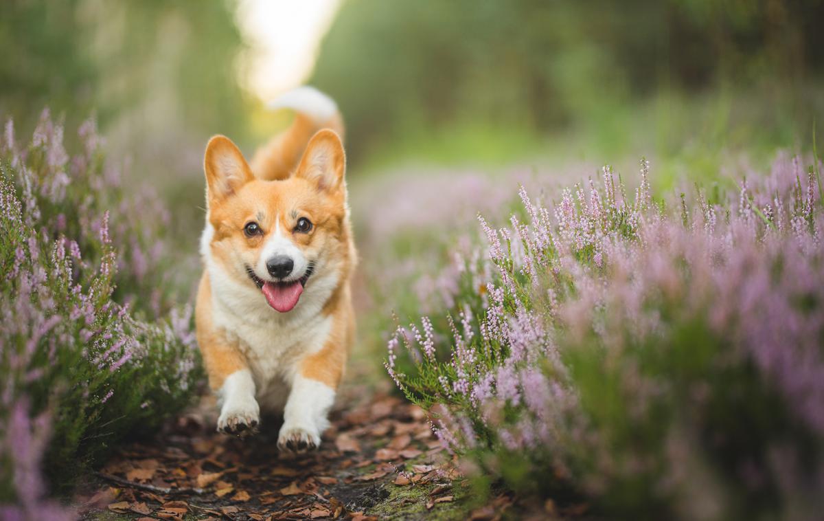 Valižanski ovčar | Corgiji so primerni za treniranje in v tekmovanjih v poslušnosti in agilityju nadvse blestijo. | Foto Shutterstock