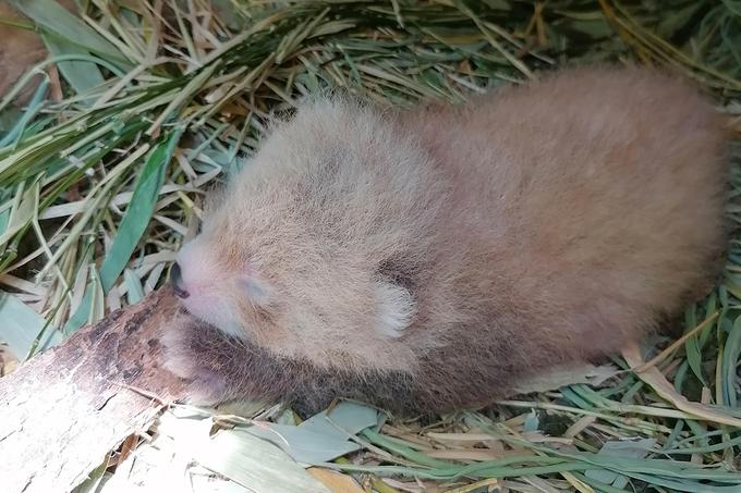 Mladič mačjega pande Bambu | Foto: Robi Flere